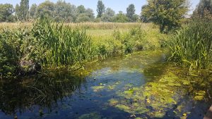 Views of the river from a CanalAbility accessible canal boat