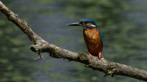Kingfisher at Rye Meads Nature Reserve